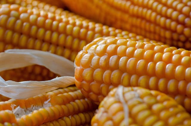Corn ELAMIANA