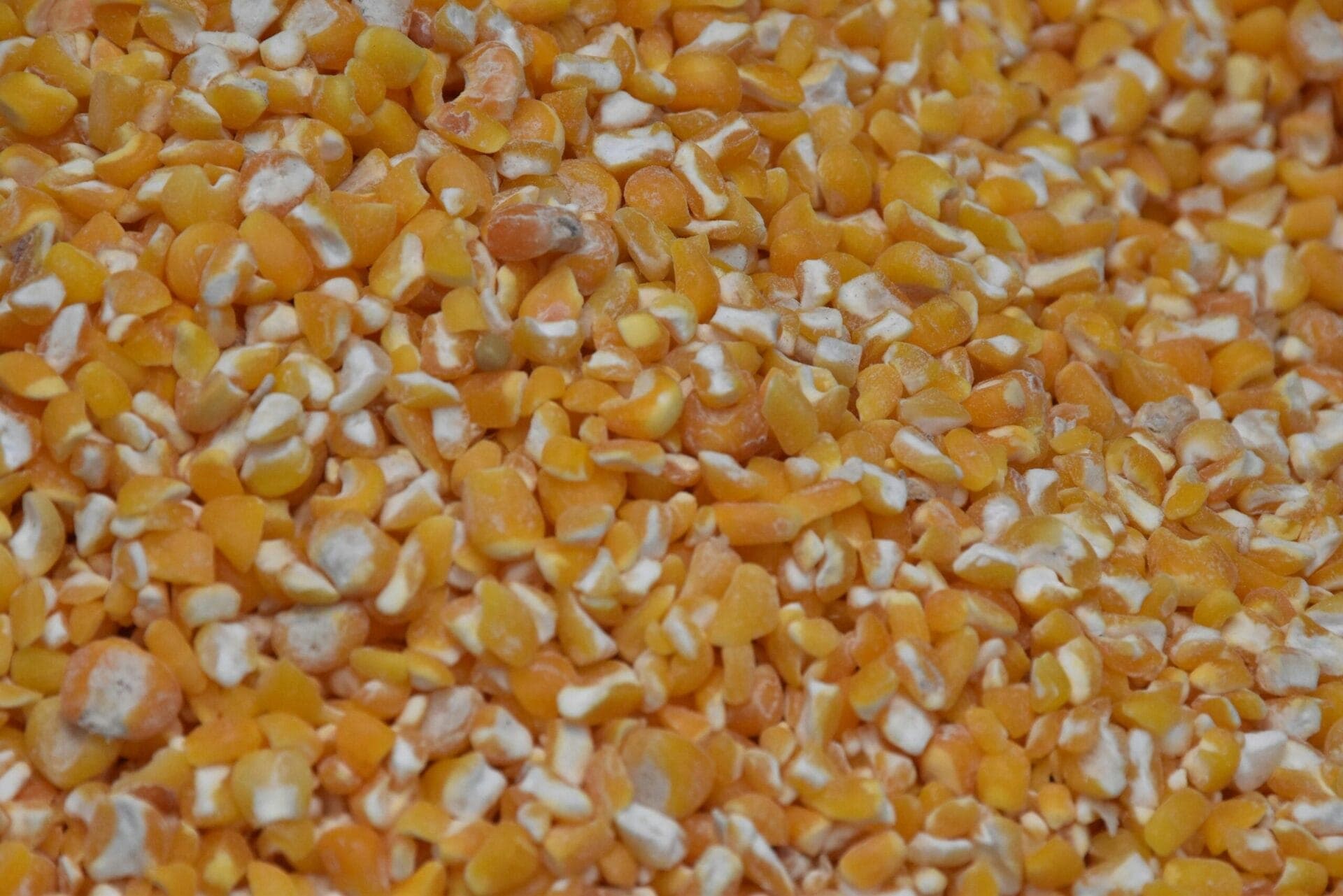 LS Siliciana