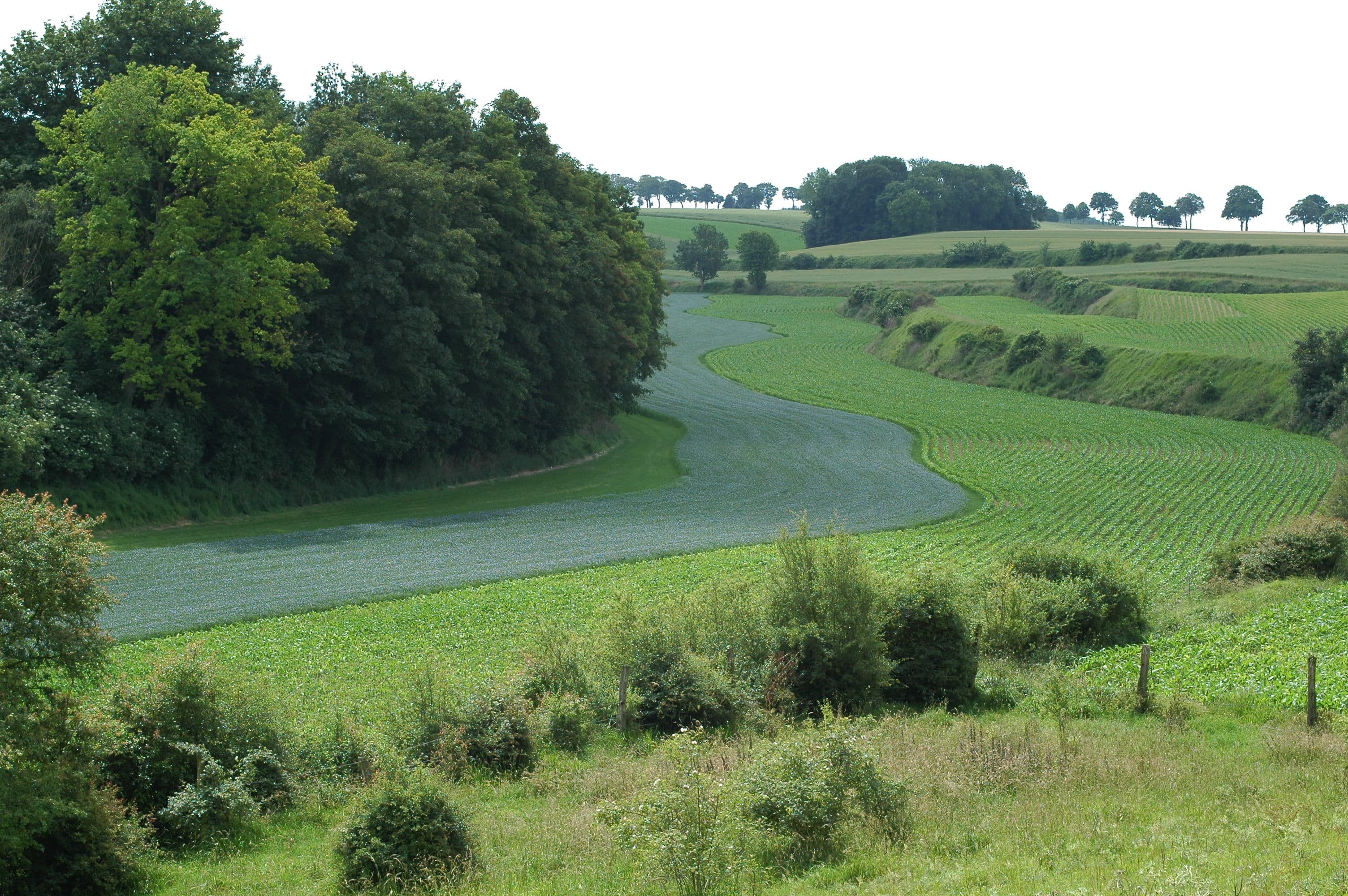 Linseed