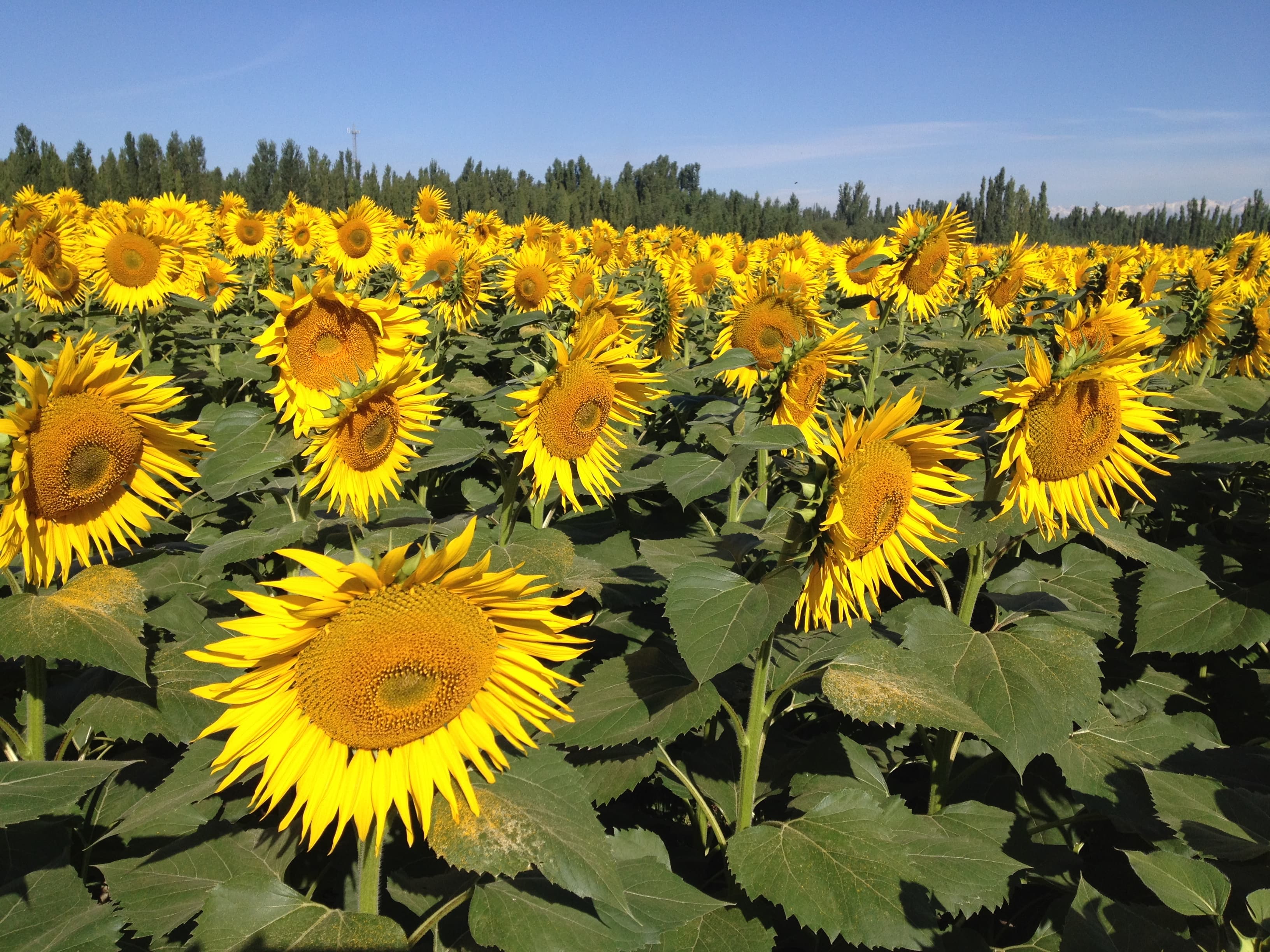 Sunflower