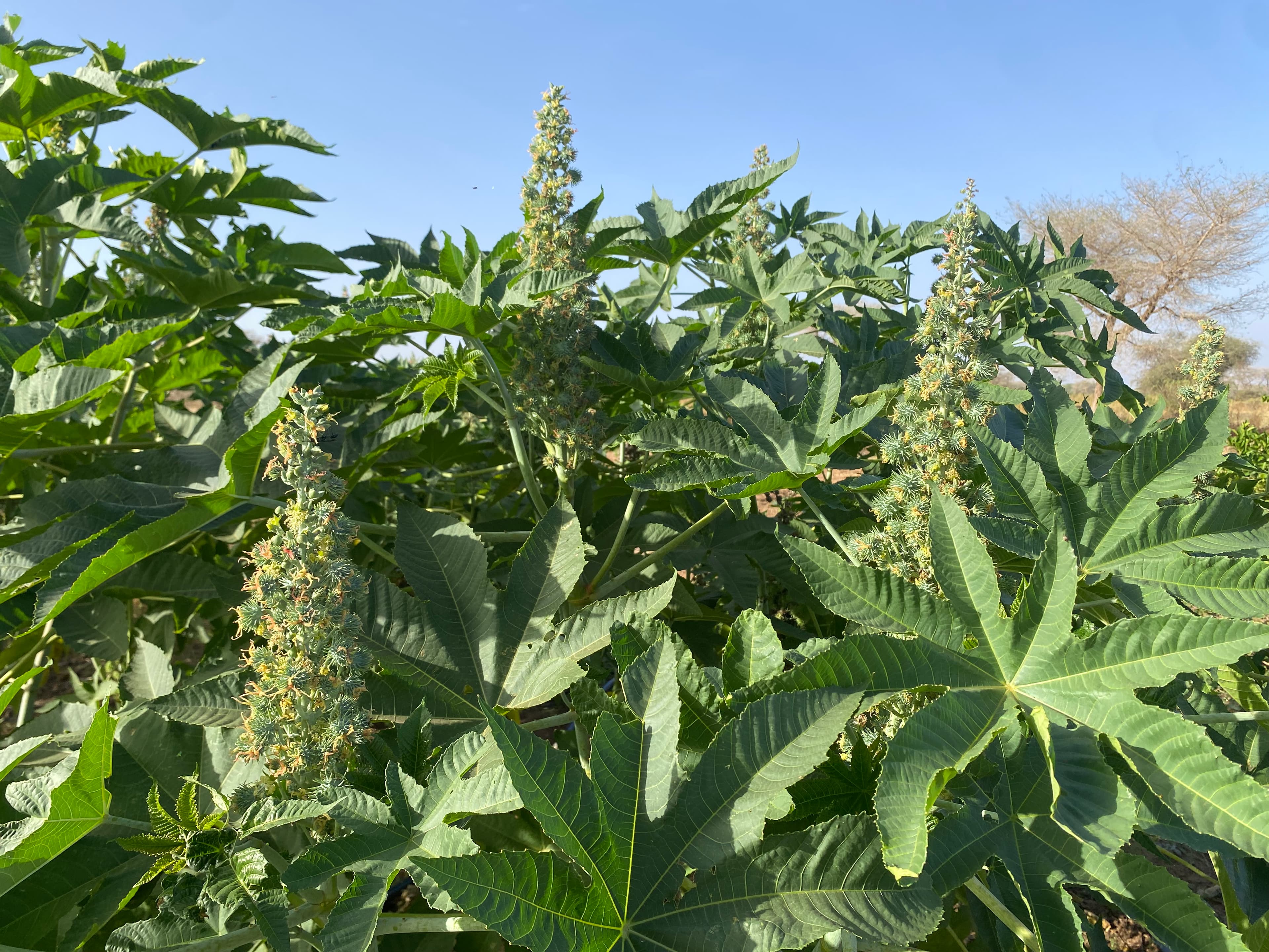 Castor Bean