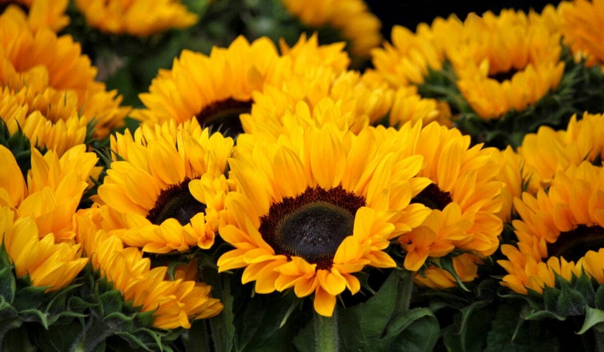 Sunflower