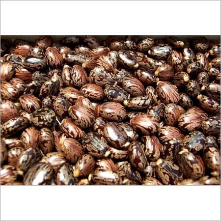Castor Bean