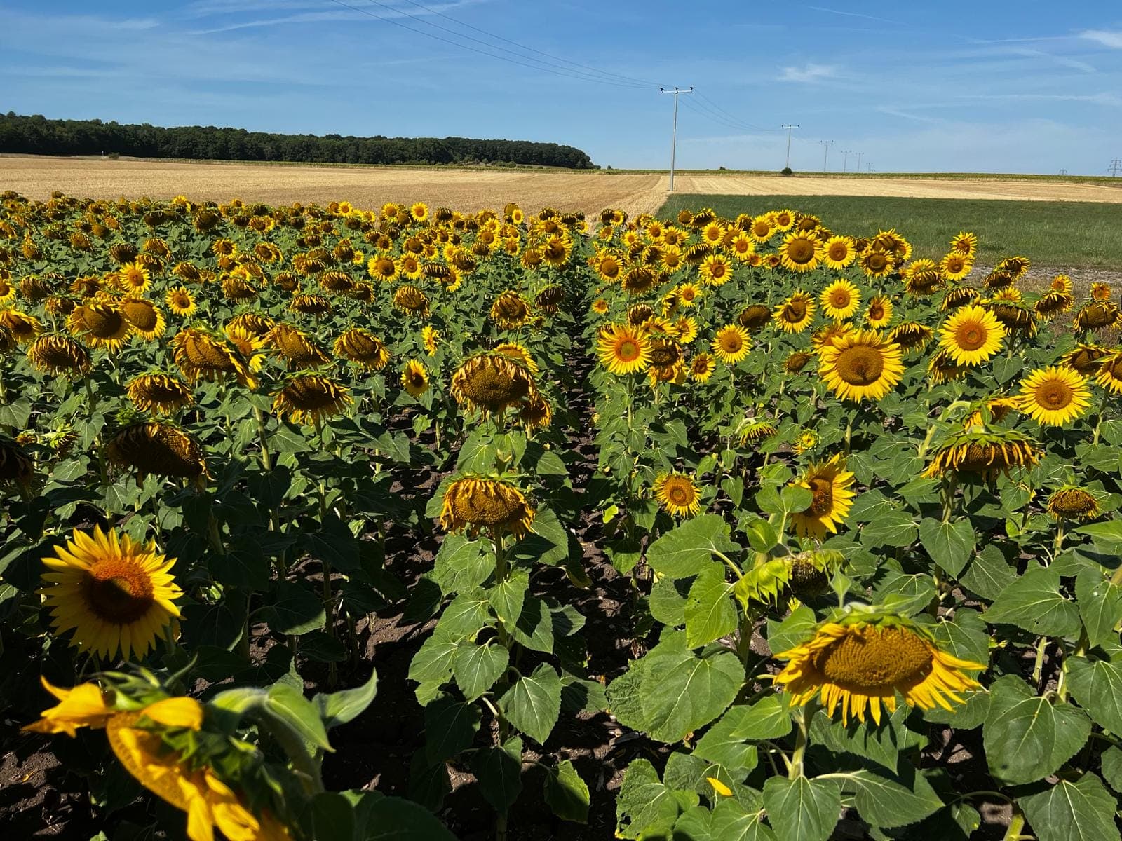 L 15-13 OS – BLUEBIRD — Sunflower