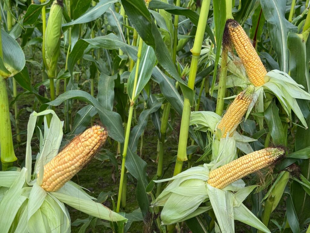 ZETA 110 S hybrid corn cobs growing on healthy maize plants in a green field, high-yield corn variety for grain and silage production.
