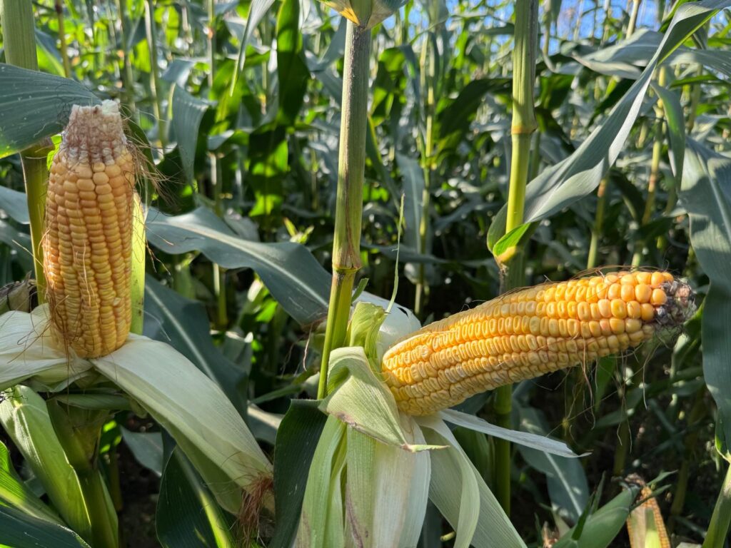 ZETA 140 S corn cobs growing on maize plants in a green field, high-yield hybrid corn variety for agricultural production