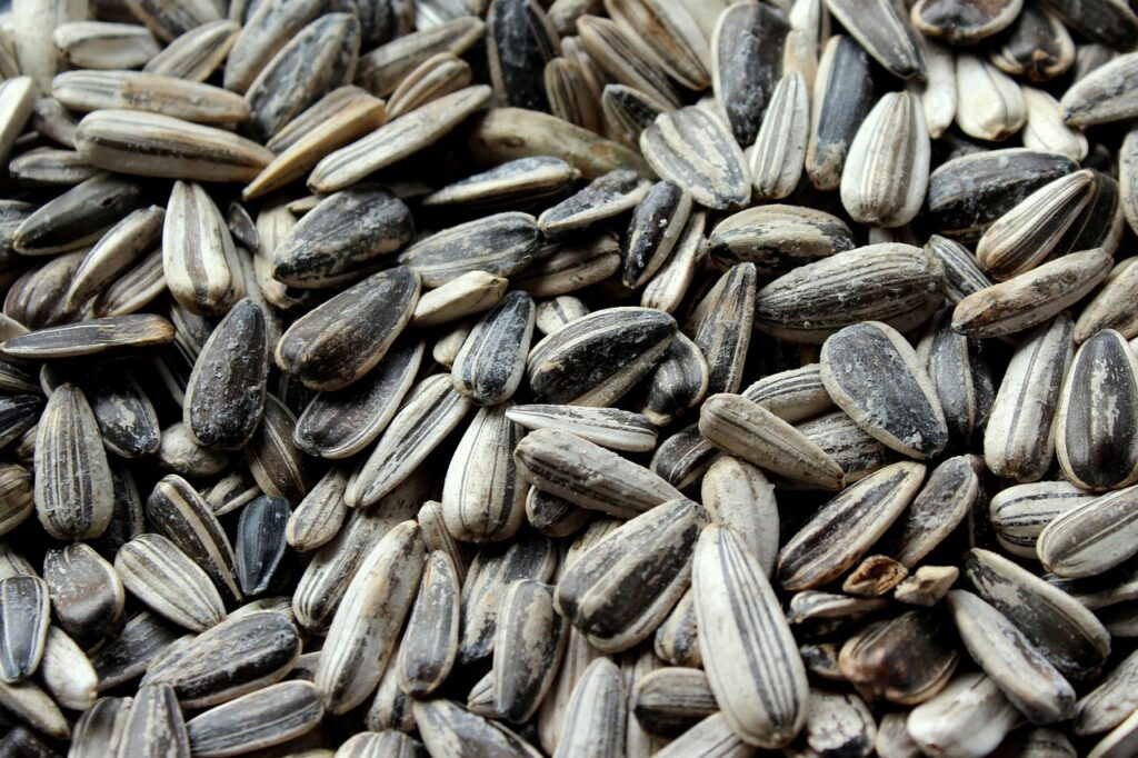 sunflower, sunflower seeds, seeds, food, nutrition, sunflower seeds, sunflower seeds, sunflower seeds, sunflower seeds, sunflower seeds