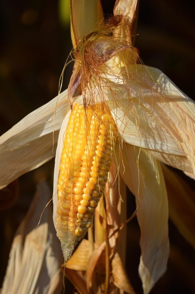 corn, corn plant, corn harvest, cornfield, ripe, harvest, corn on the cob, cultivation, agriculture, summer, piston, crops, food, corn kernels, grain, forage corn, leaves, nature, field, plant, corn on the cob hair, corn hair