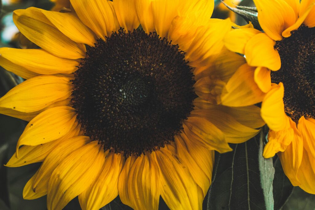 Capture the beauty of sunflowers with this vibrant close-up shot, showcasing bold yellow petals.