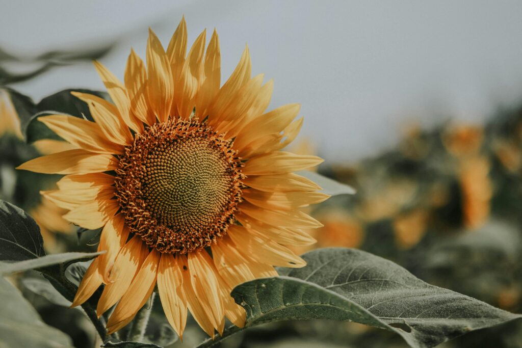 A beautiful sunflower in full bloom with a blurred natural background, showcasing vibrant yellow petals.