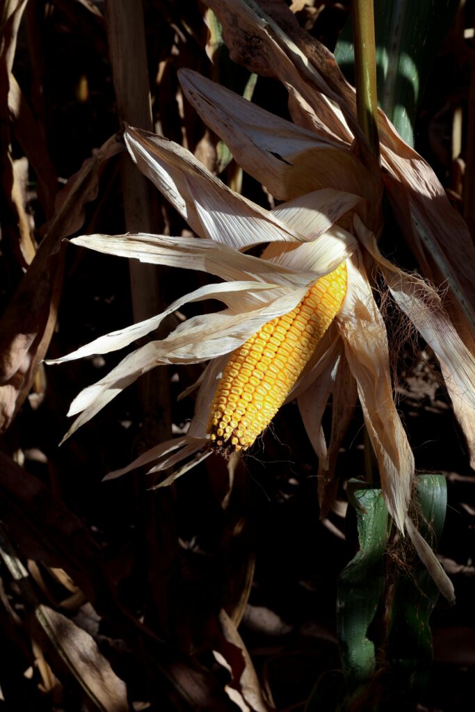 Detailed view of mature corn cob in dry husk, ready for harvest.