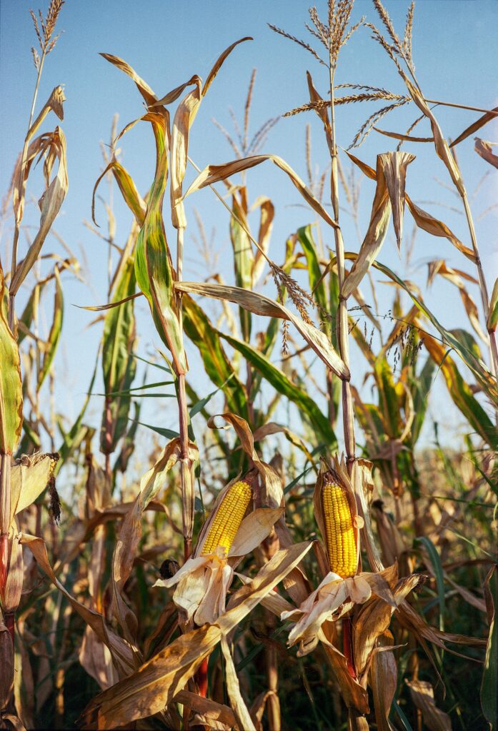 Golden corn cobs ready for harvest in a sunlit rural cornfield.