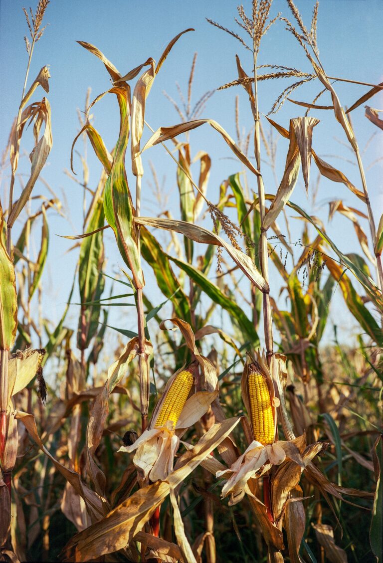 Golden corn cobs ready for harvest in a sunlit rural cornfield.
