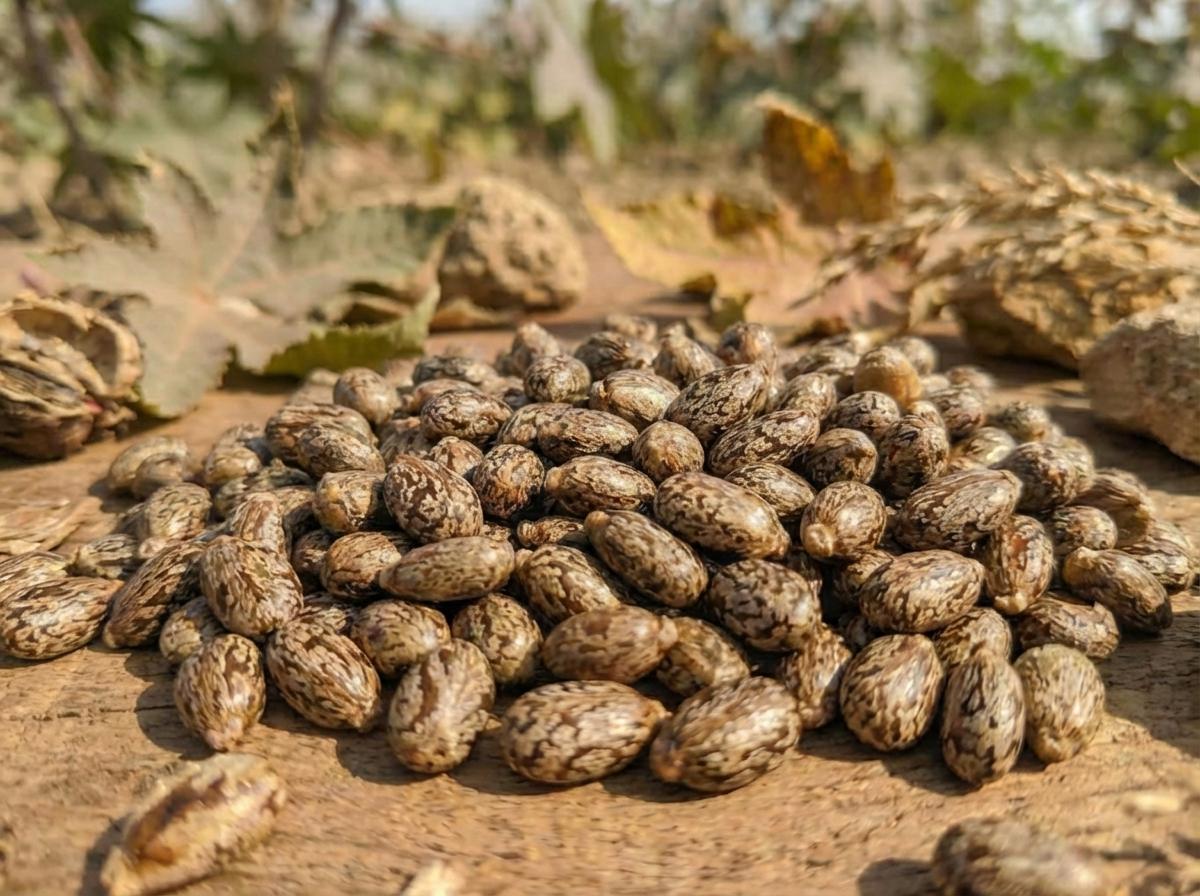 Hybrid vs Traditional Castor Varieties: Which One Should You Choose?