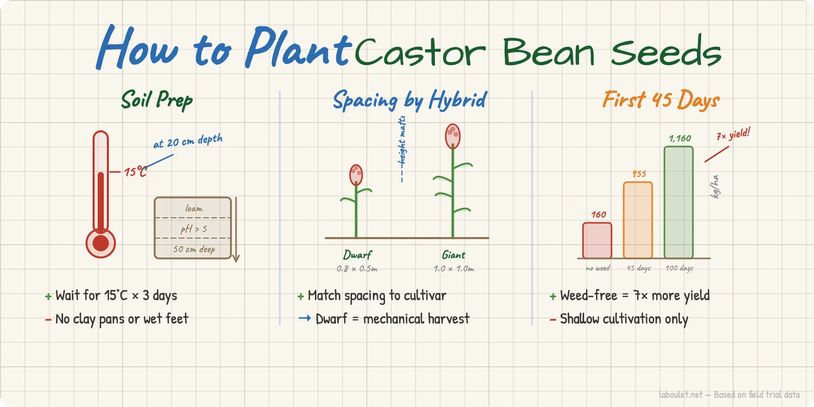 How to Plant Castor Bean Seeds: Complete Growing Guide