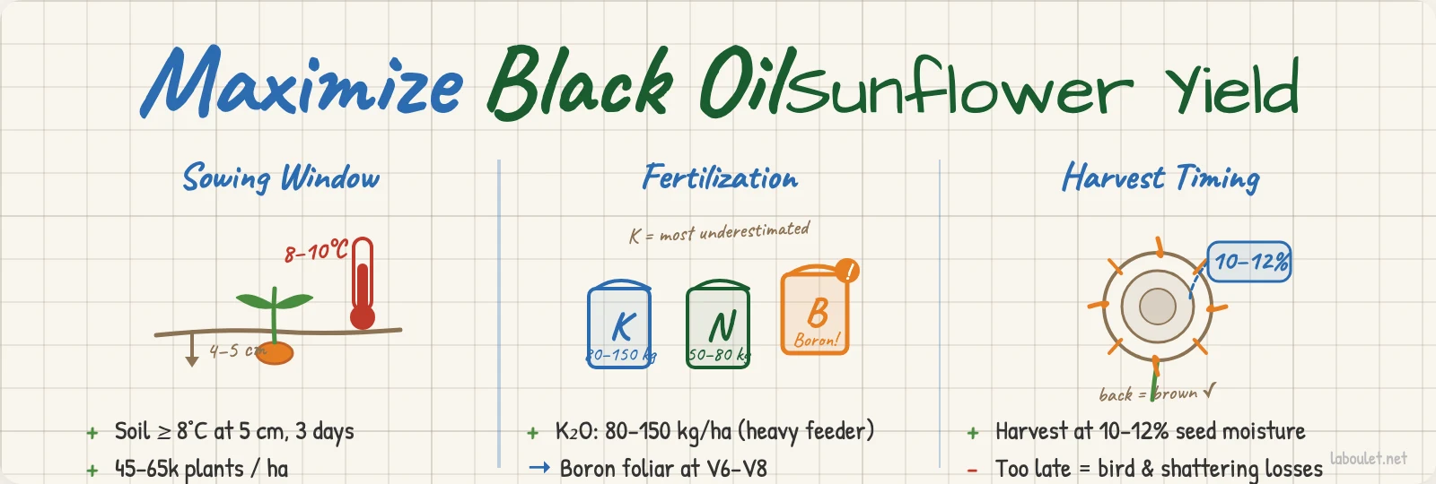 How to Maximize Black Oil Sunflower Yield: Agronomic Tips for Commercial Growers