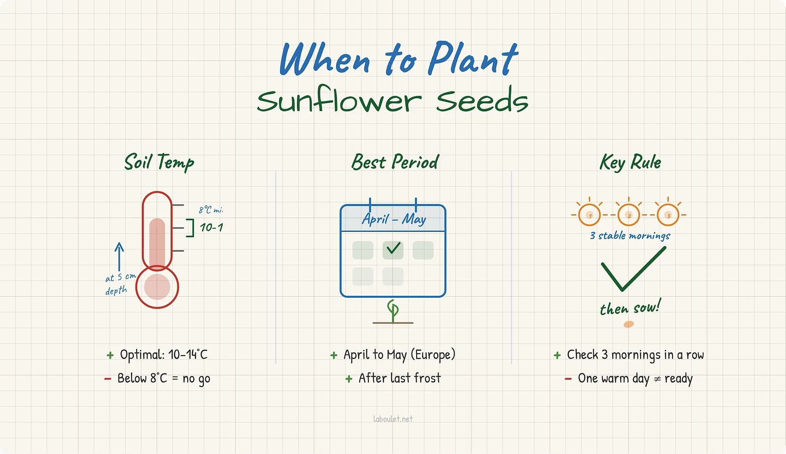 When to Plant Sunflower Seeds: Agronomic Timing for Commercial Growers