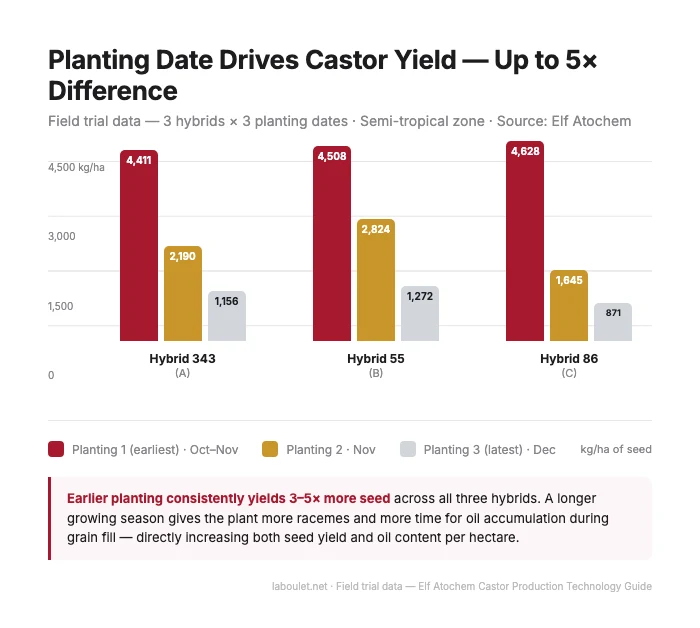Castor field in full development showing primary and secondary racemes, illustrating the Z-branching character that drives oil yield